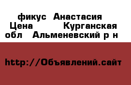 фикус  Анастасия › Цена ­ 150 - Курганская обл., Альменевский р-н  »    